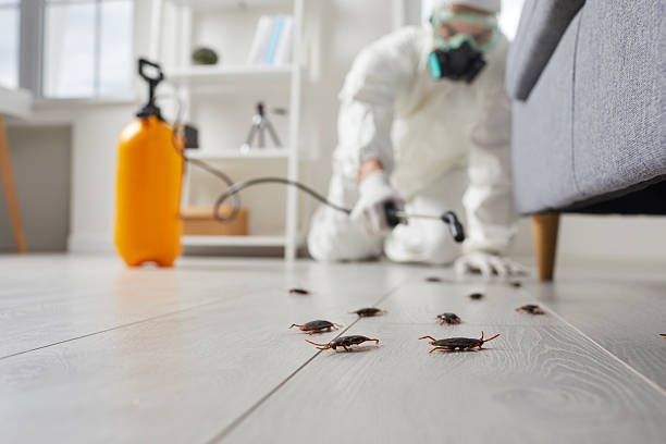Commercial Rodent Management in Greene